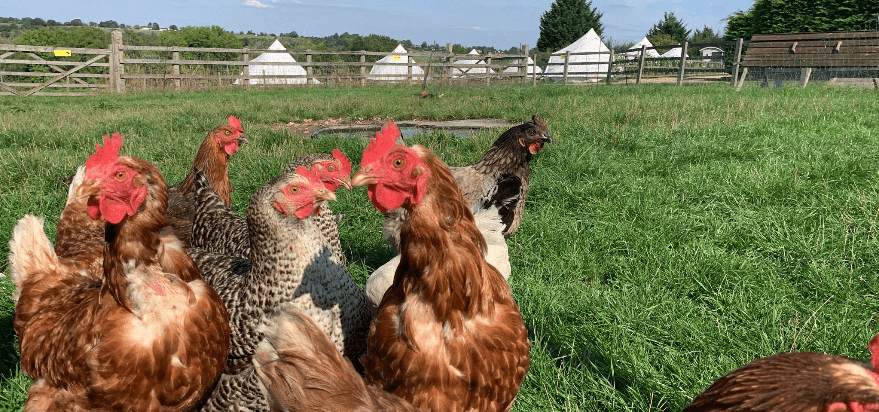 Chickens in a field with a small pond