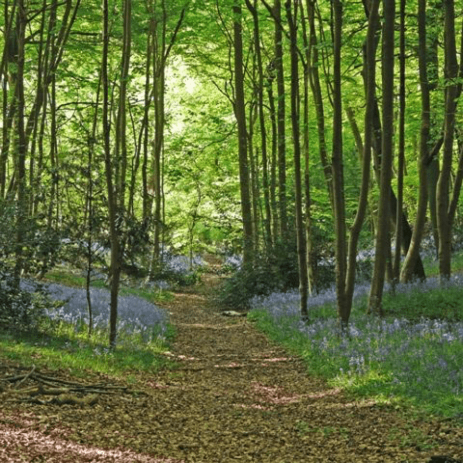 Sunlit forest path lined with slender trees and bluebells blooming along the ground.
