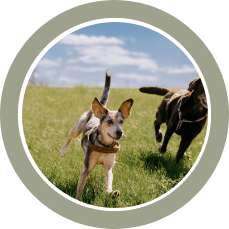 Two dogs playing in a sunny grassy field, a tan corgi in the foreground and a dark-colored dog in the background.