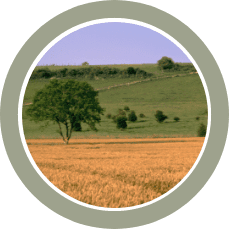 Golden field in the foreground with a lone tree and green pastures, and distant hills under a blue sky.